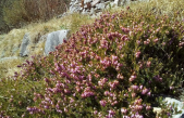 FORESTA DEL CANSIGLIO (BL-TV): CANTIERE PER LA BIODIVERSITÀ ALPINA