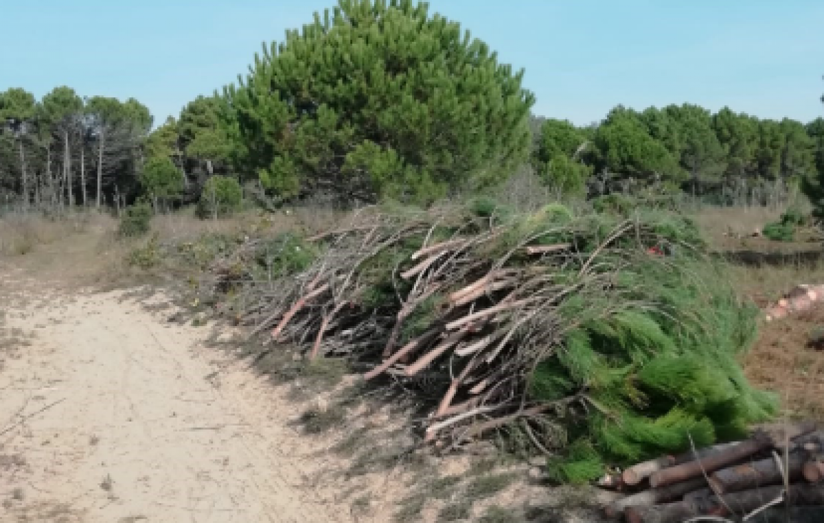 CA’ SAVIO (VE), LA RINASCITA DELLE PRATERIE COSTIERE