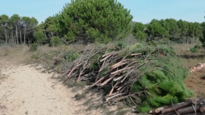 CA’ SAVIO (VE), LA RINASCITA DELLE PRATERIE COSTIERE