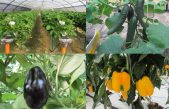 Centro “Po di Tramontana” – Risultati sperimentali 2019 nei settori orticolo e floricolo