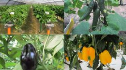 Centro “Po di Tramontana” – Risultati sperimentali 2019 nei settori orticolo e floricolo