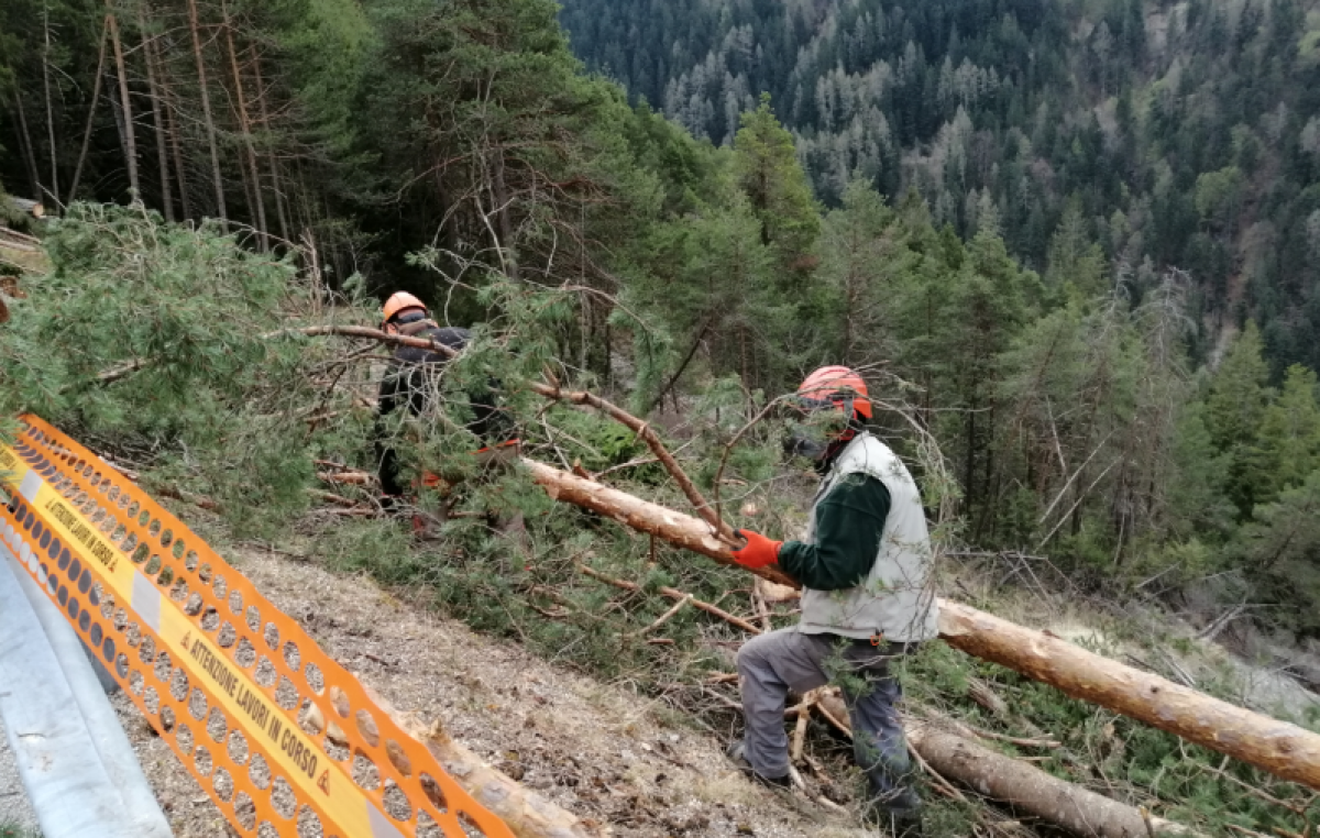 CENTRO CADORE: INTERVENTI NEI BOSCHI COLPITI DA VAIA