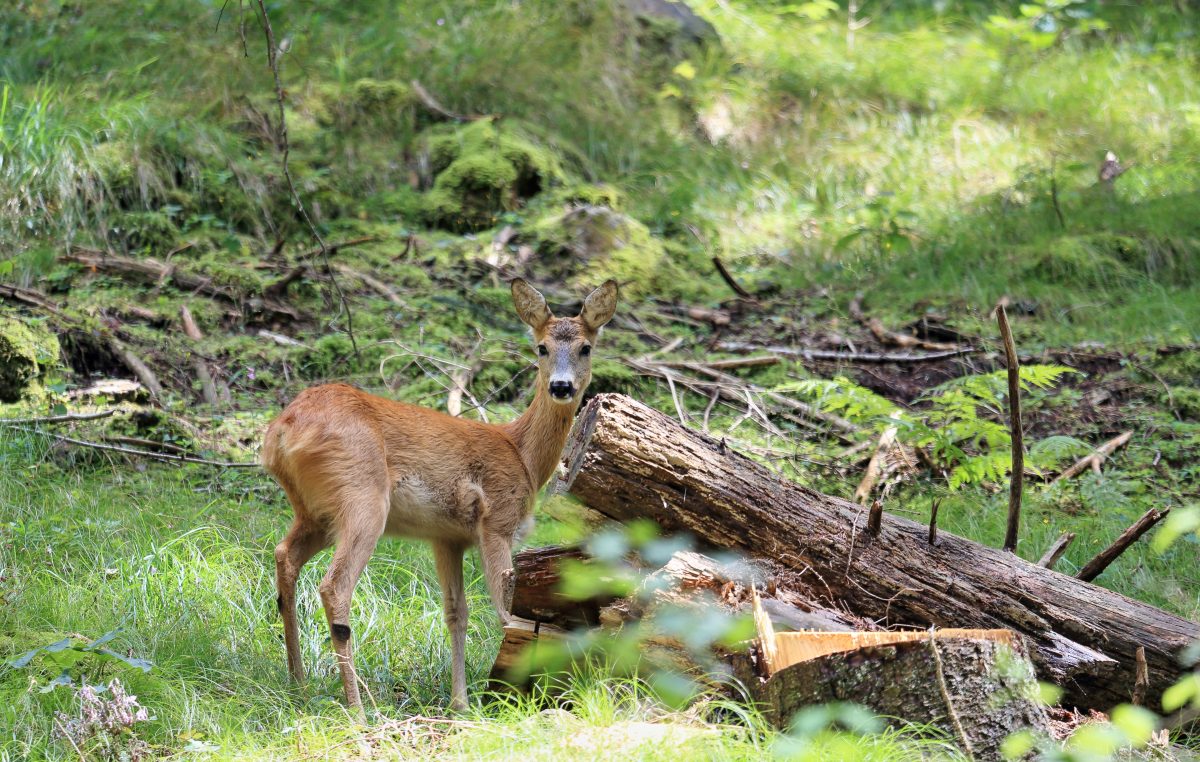 SETTIMANA DELLA BIODIVERSITÀ: LE INIZIATIVE SMART DI VENETO AGRICOLTURA