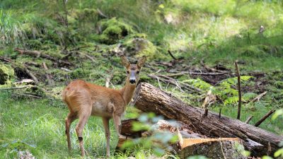 SETTIMANA DELLA BIODIVERSITÀ: LE INIZIATIVE SMART DI VENETO AGRICOLTURA
