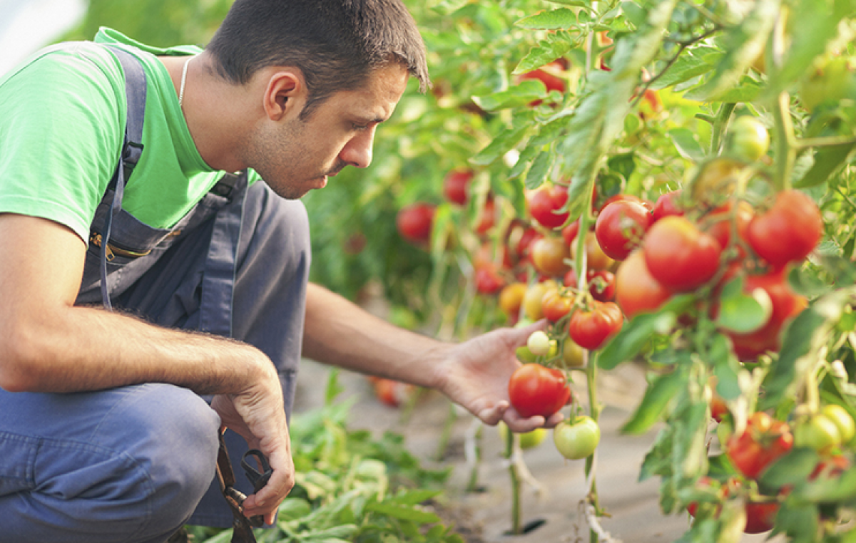 SERVE FORMAZIONE, AL VIA QUELLA “SMART” DI VENETO AGRICOLTURA