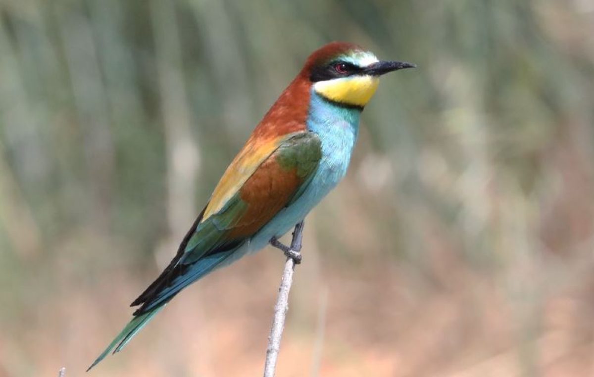NEI CIELI DEL VENETO SFRECCIANO I GRUCCIONI, INDICATORI DI BIODIVERSITÀ