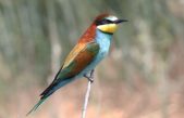 NEI CIELI DEL VENETO SFRECCIANO I GRUCCIONI, INDICATORI DI BIODIVERSITÀ