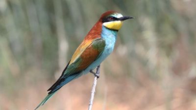 NEI CIELI DEL VENETO SFRECCIANO I GRUCCIONI, INDICATORI DI BIODIVERSITÀ
