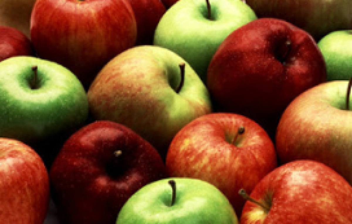 L’ARCA DI NOÈ DEI FRUTTI ANTICHI A CEREGNANO (RO)