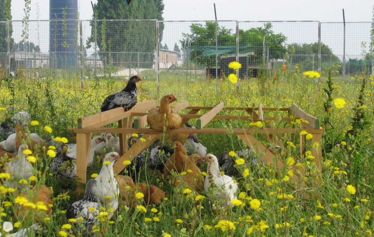 ANCHE LA BIODIVERSITÀ SI FA “SMART”