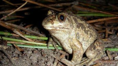 22 MAGGIO 2020, GIORNATA DELLA BIODIVERSITÀ: IL RARO ROSPO PELOBATE FOSCO È DI CASA A BOSCO NORDIO