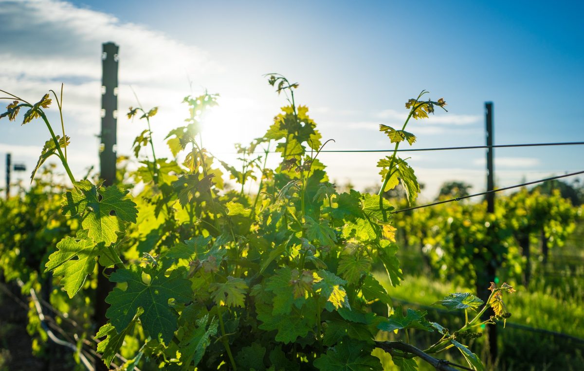 VENDEMMIA 2020 NEL VENETO: CONFERMATO L’ANTICIPO