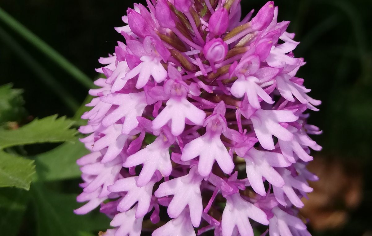 CHIOGGIA-VE: A “BOSCO NORDIO”, SCRIGNO DELLA BIODIVERSITÀ, FIORISCE LA RARA ORCHIDEA PIRAMIDALE