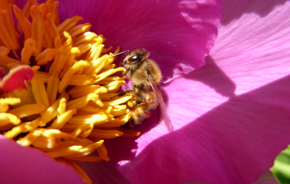 BIODIVERSITÀ, APPROFONDIMENTO SU API E ALTRE SPECIE