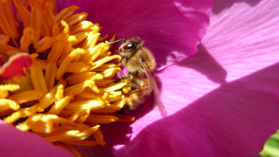 BIODIVERSITÀ, APPROFONDIMENTO SU API E ALTRE SPECIE