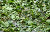 GRANDINE SUL VIGNETO VENETO, MA ANDRÀ BENE