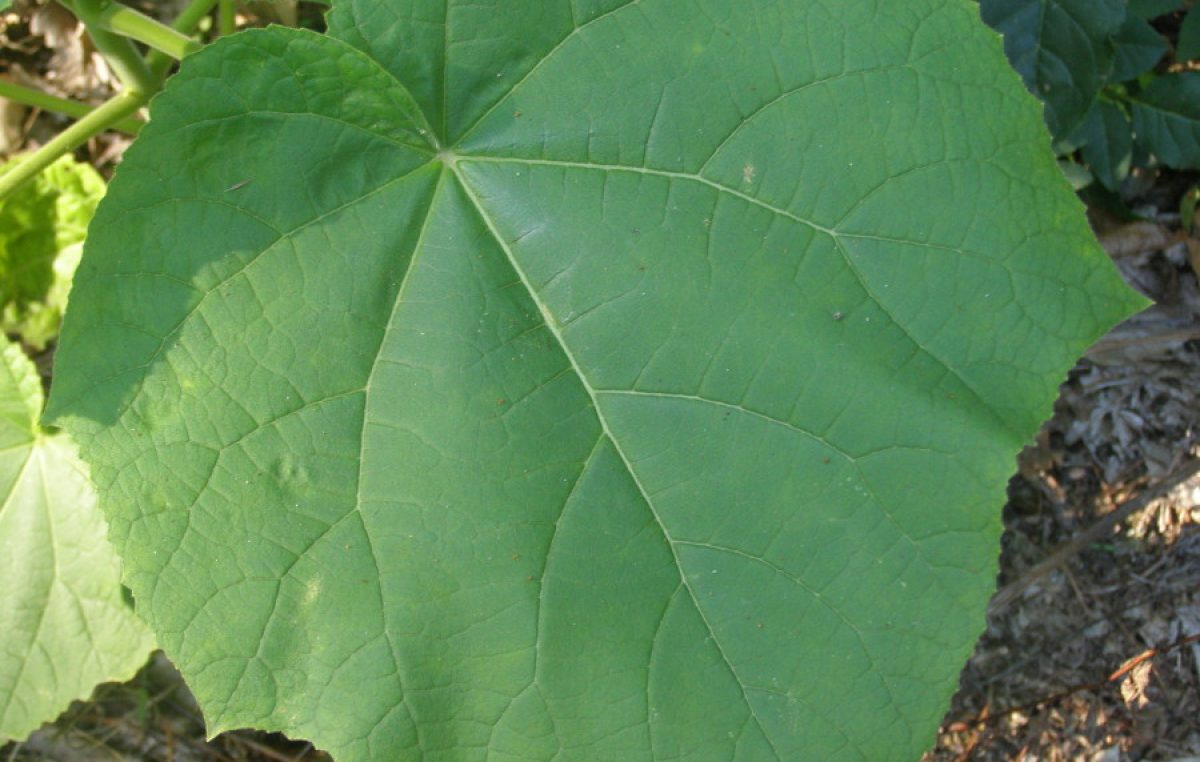 CEREGNANO (RO): SI PROVA LA PAULOWNIA