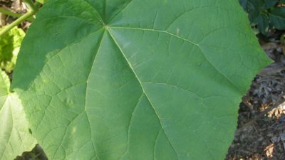 CEREGNANO (RO): SI PROVA LA PAULOWNIA