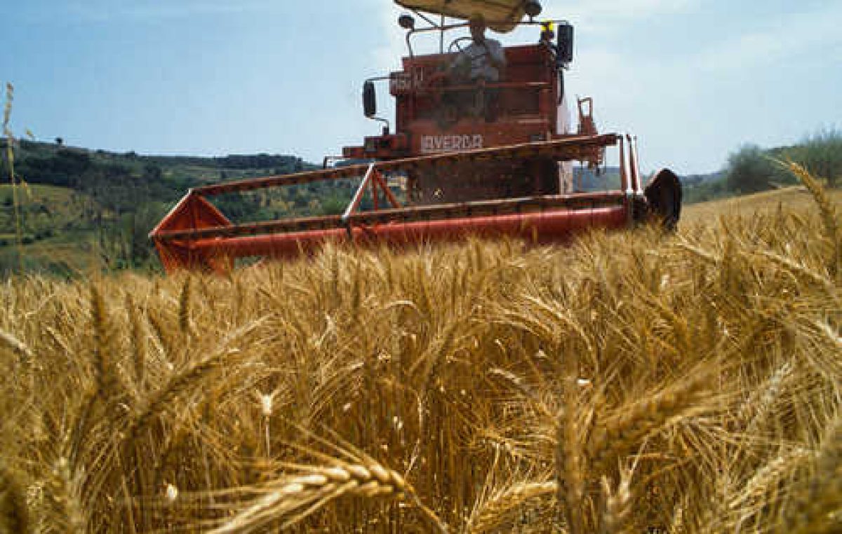 Cereali in Veneto: meno frumento e mais, più soia. News dai mercati
