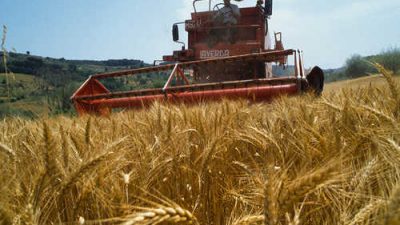 Cereali in Veneto: meno frumento e mais, più soia. News dai mercati