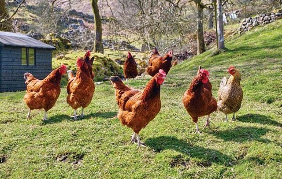 VOLA IL POLLO IN ITALIA, VENETO PRIMA REGIONE E NEL PERIODO DI LOCKDOWN RESISTE AL COVID-19