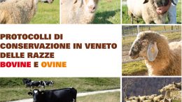Protocolli di conservazione in Veneto delle razze ovine e bovine