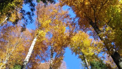 PREMIO “JEAN GIONO, L’UOMO CHE PIANTAVA GLI ALBERI”, ULTIMI GIORNI PER FAR RINASCERE I BOSCHI…