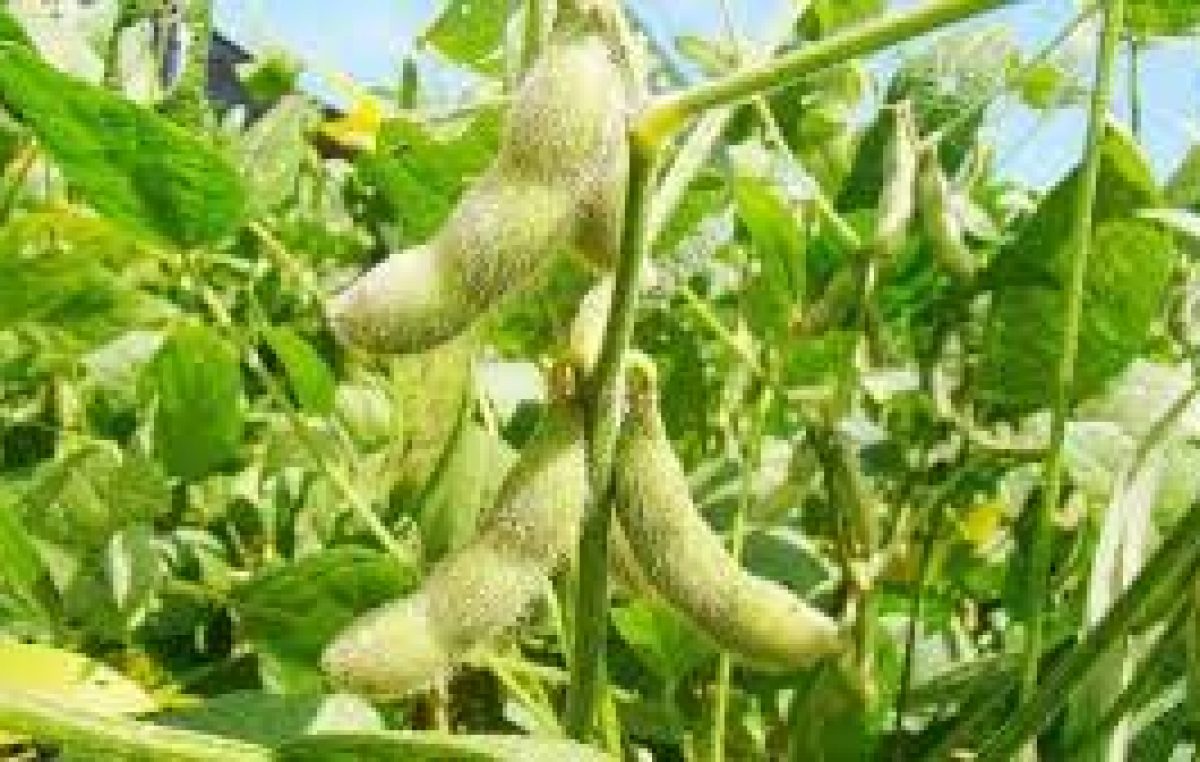 VENETO: IN CALO MAIS E FRUMENTO, CRESCE LA SOIA