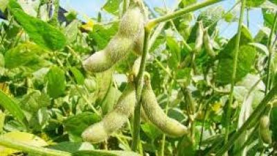 VENETO: IN CALO MAIS E FRUMENTO, CRESCE LA SOIA