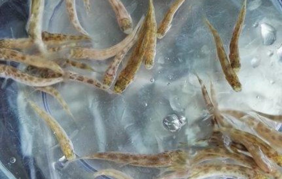 TREVISO E VICENZA: SEMINA DI OLTRE 60.000 TROTE MARMORATE E FARIO