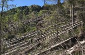 TAIBON AGORDINO-BL: LA FORESTA DI MALGONERA LABORATORIO A CIELO APERTO POST-VAIA