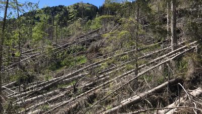 TAIBON AGORDINO-BL: LA FORESTA DI MALGONERA LABORATORIO A CIELO APERTO POST-VAIA