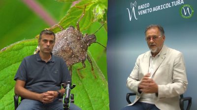 Cimice asiatica, dove sei?