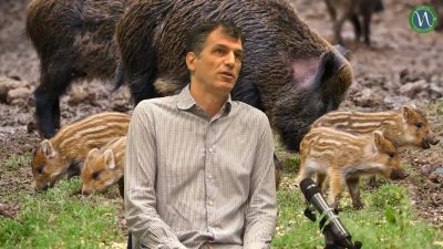 GESTIONE CINGHIALI E FAUNA SELVATICA, PARLA L’ESPERTO