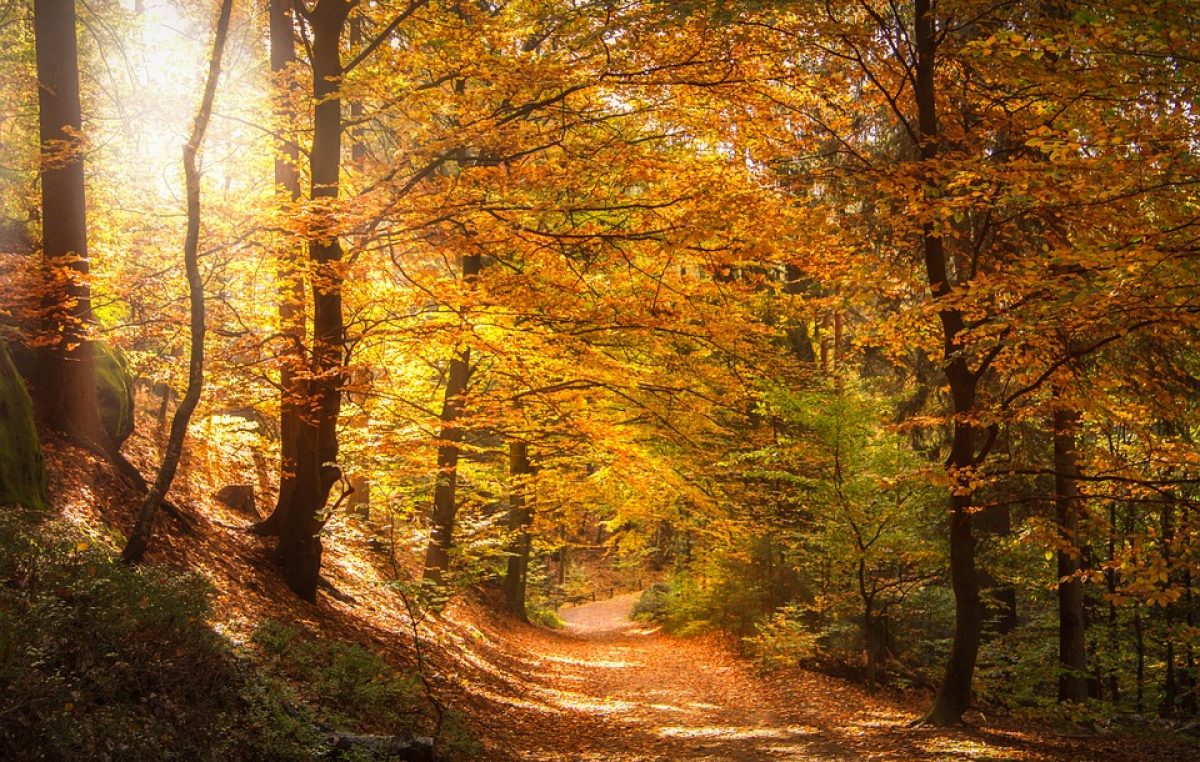 CANSIGLIO (TV-BL): BRAMITO DEI CERVI E FOLIAGE, IL TRIONFO DELLA NATURA