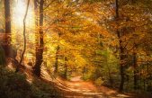 CANSIGLIO (TV-BL): BRAMITO DEI CERVI E FOLIAGE, IL TRIONFO DELLA NATURA
