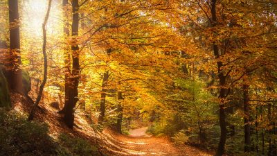 CANSIGLIO (TV-BL): BRAMITO DEI CERVI E FOLIAGE, IL TRIONFO DELLA NATURA
