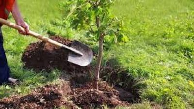 1000 ALBERI, ECCO I VINCITORI DELL’EDIZIONE 2020 DEL PREMIO “J.GIONO, L’UOMO CHE PIANTAVA GLI ALBERI”.