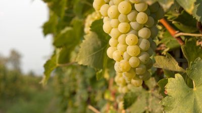 VITIGNI “RESISTENTI”, IL FUTURO DELLA VITICOLTURA PASSA DI QUA…