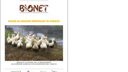 Razze di anatre impiegate in Veneto