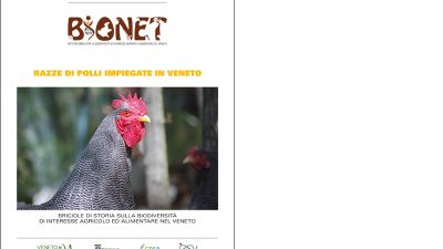 Razze di polli impiegate in Veneto