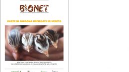 Razze di faraona impiegate in Veneto