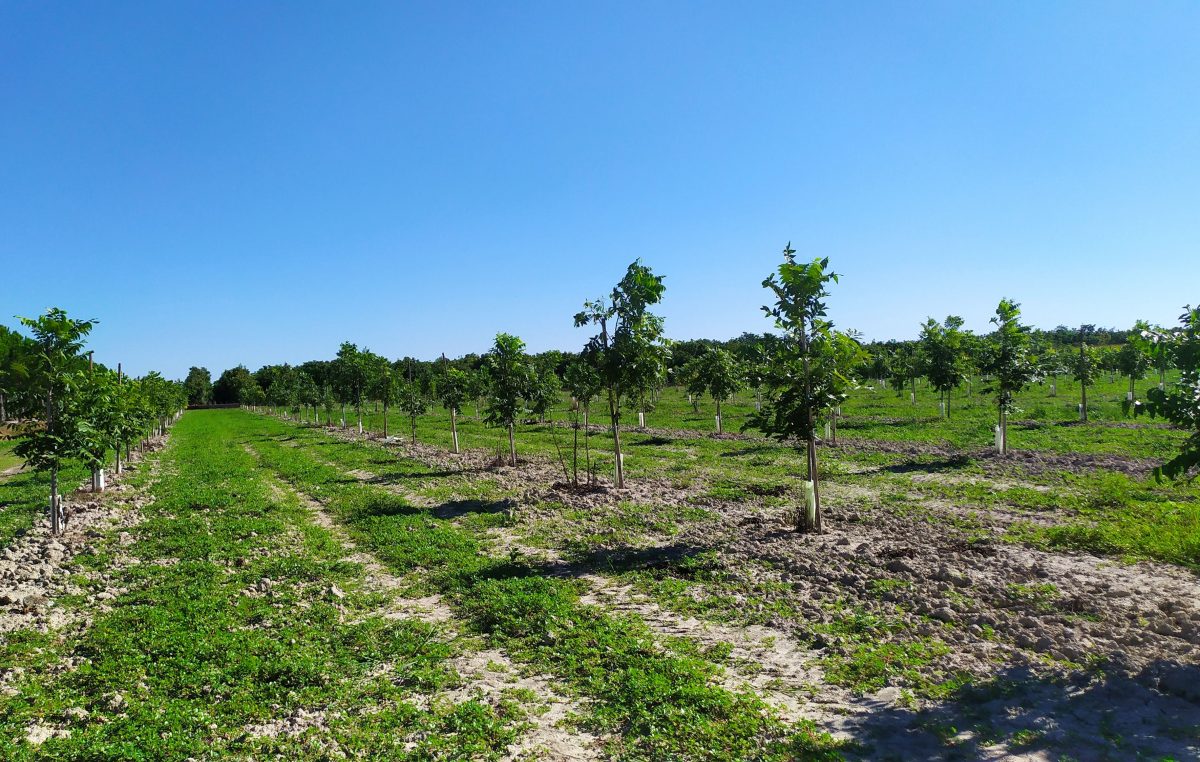 ERACLEA-VE: DAL MESSICO ARRIVANO LE NOCI PECAN