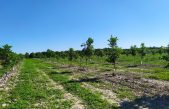 ERACLEA-VE: DAL MESSICO ARRIVANO LE NOCI PECAN