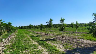 ERACLEA-VE: DAL MESSICO ARRIVANO LE NOCI PECAN