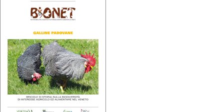 Galline padovane