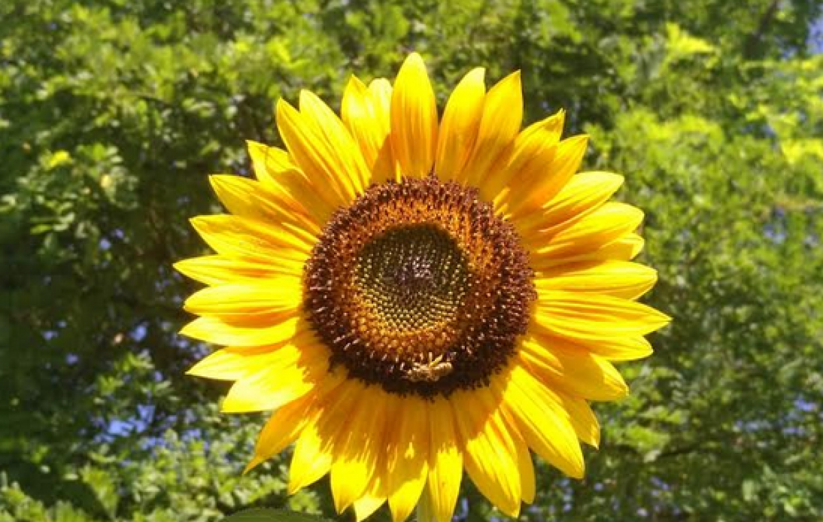 VENETO/FRIULI V.G./SLOVENIA: “BEE-DIVERSITY”, UN INTERREG SALVA API E BIODIVERSITÀ