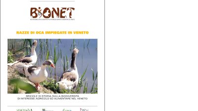 Razze di oca impiegate in Veneto