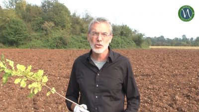 ISTRUZIONI PER L’USO: COME METTERE A DIMORA LE PIANTINE