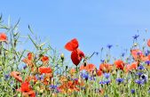 CAMPI FIORITI PER SALVARE API E FARFALLE